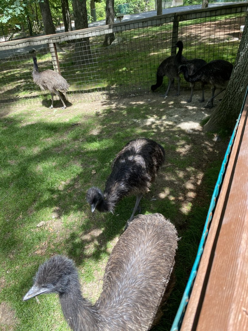 June 2021 Emus