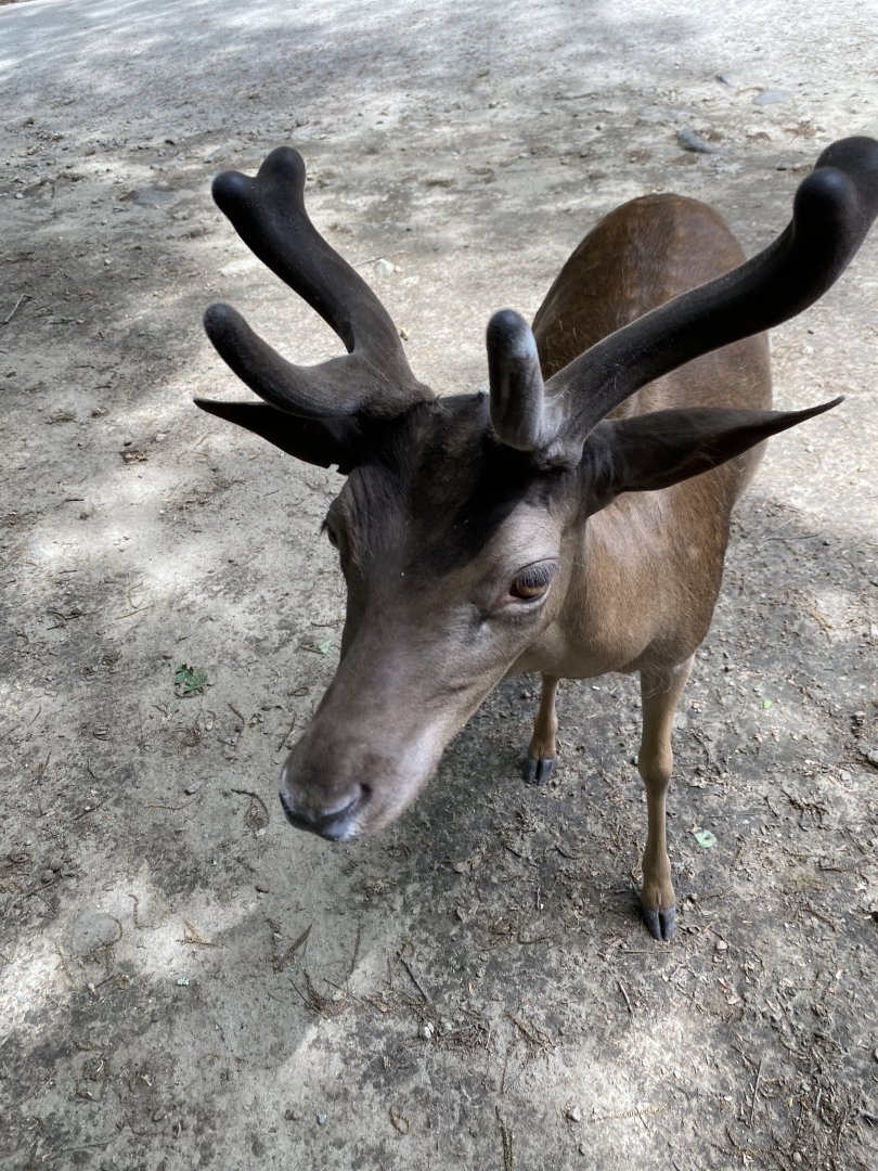 June 2021 Fallow Deer