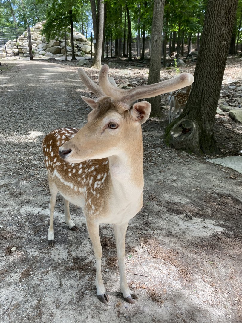 June 2021 Fallow Deer