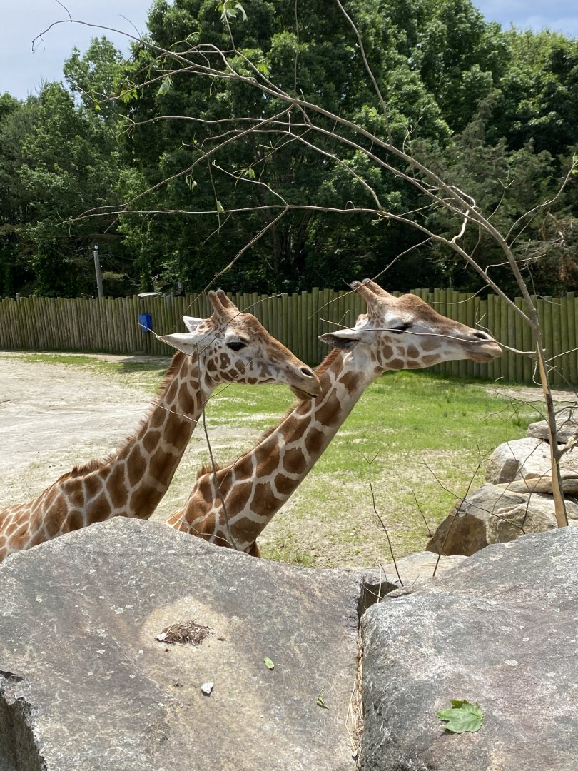 June 2021 Giraffes