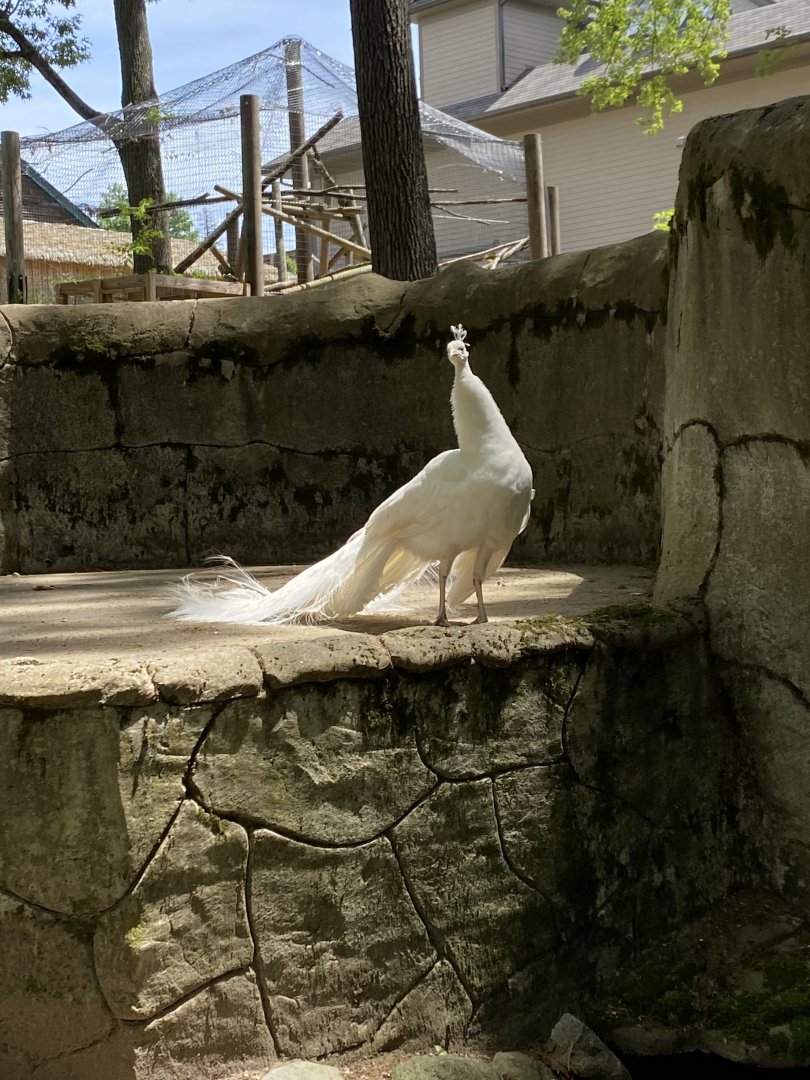 June 2021 Indian Peafowl