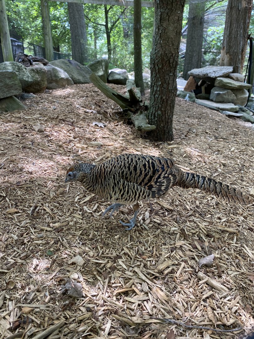 June 2021 Lady Amherst’s Pheasant