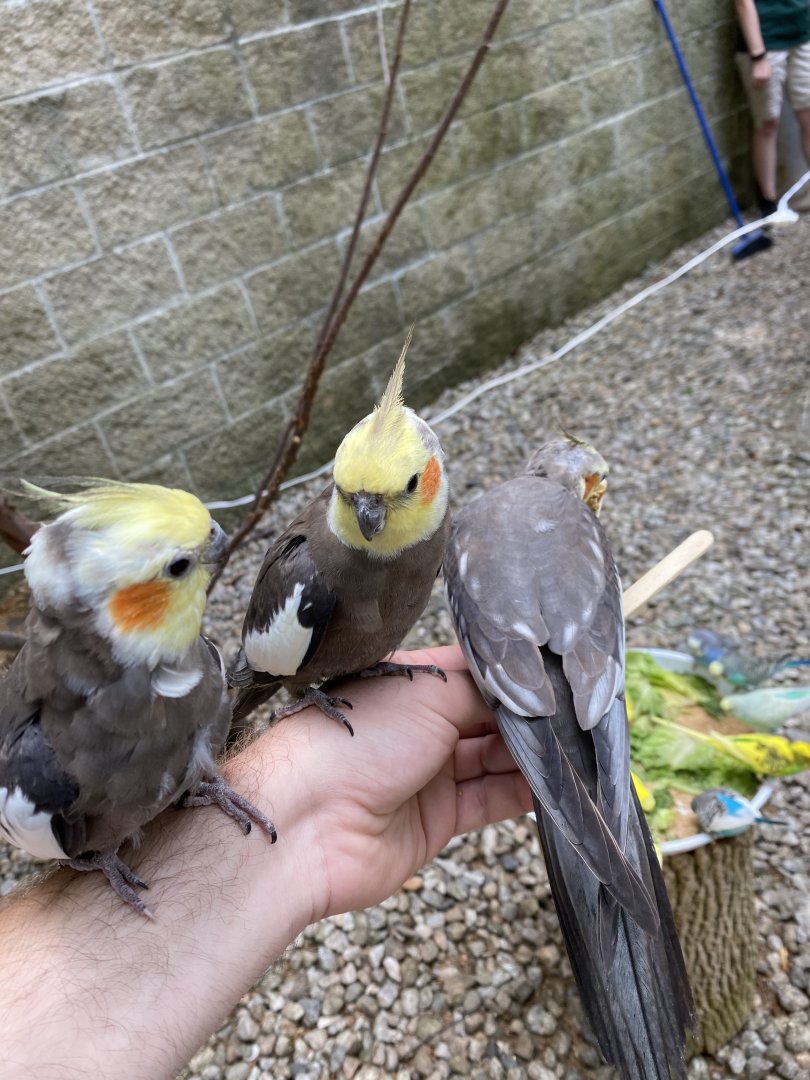 June 2021 Parakeet Landing