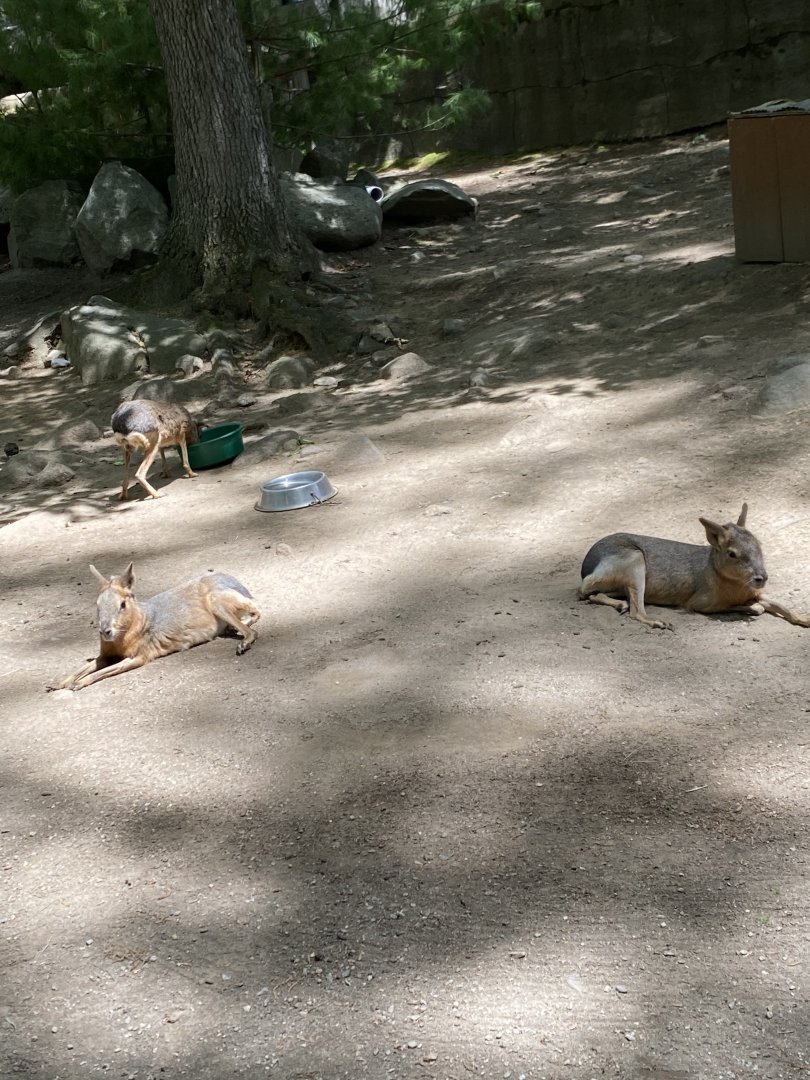 June 2021 Patagonian Mara