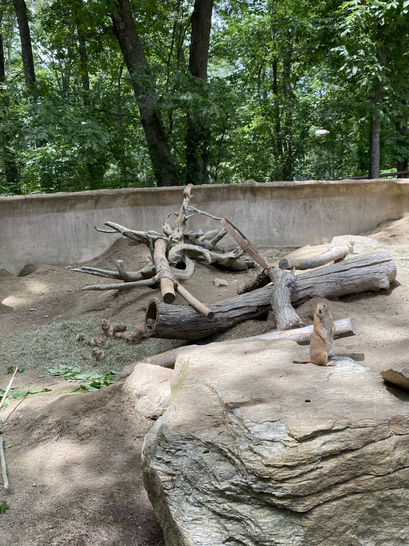 June 2021 Prairie Dogs