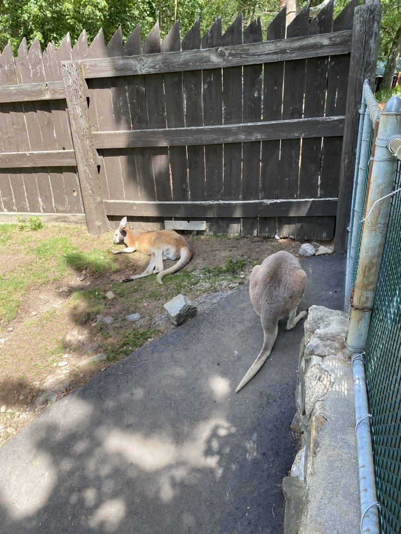 June 2021 Red Kangaroos