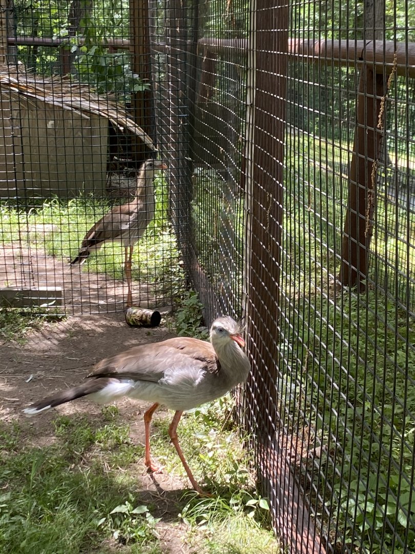 June 2021 Red Legged Seriema