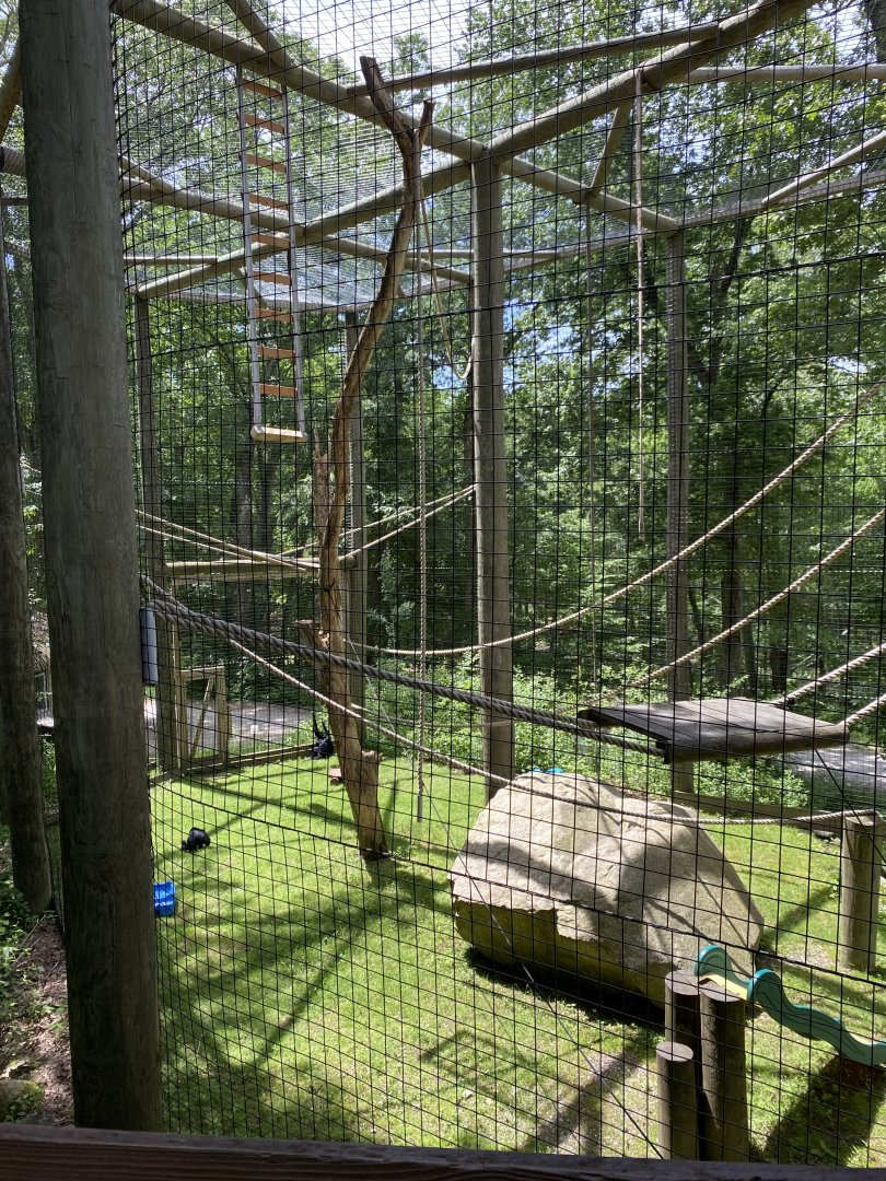 June 2021 Siamang exhibit