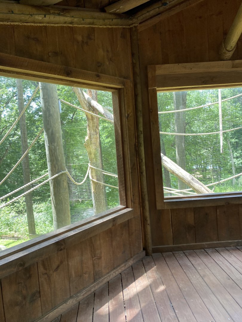 June 2021 Siamang exhibit