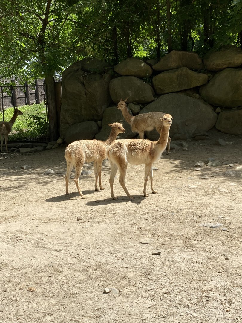 June 2021 Vicuña herd