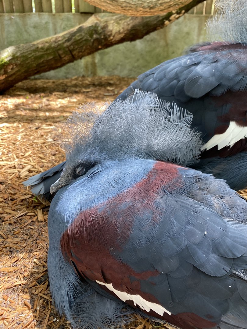 June 2021 Western Crowned Pigeon