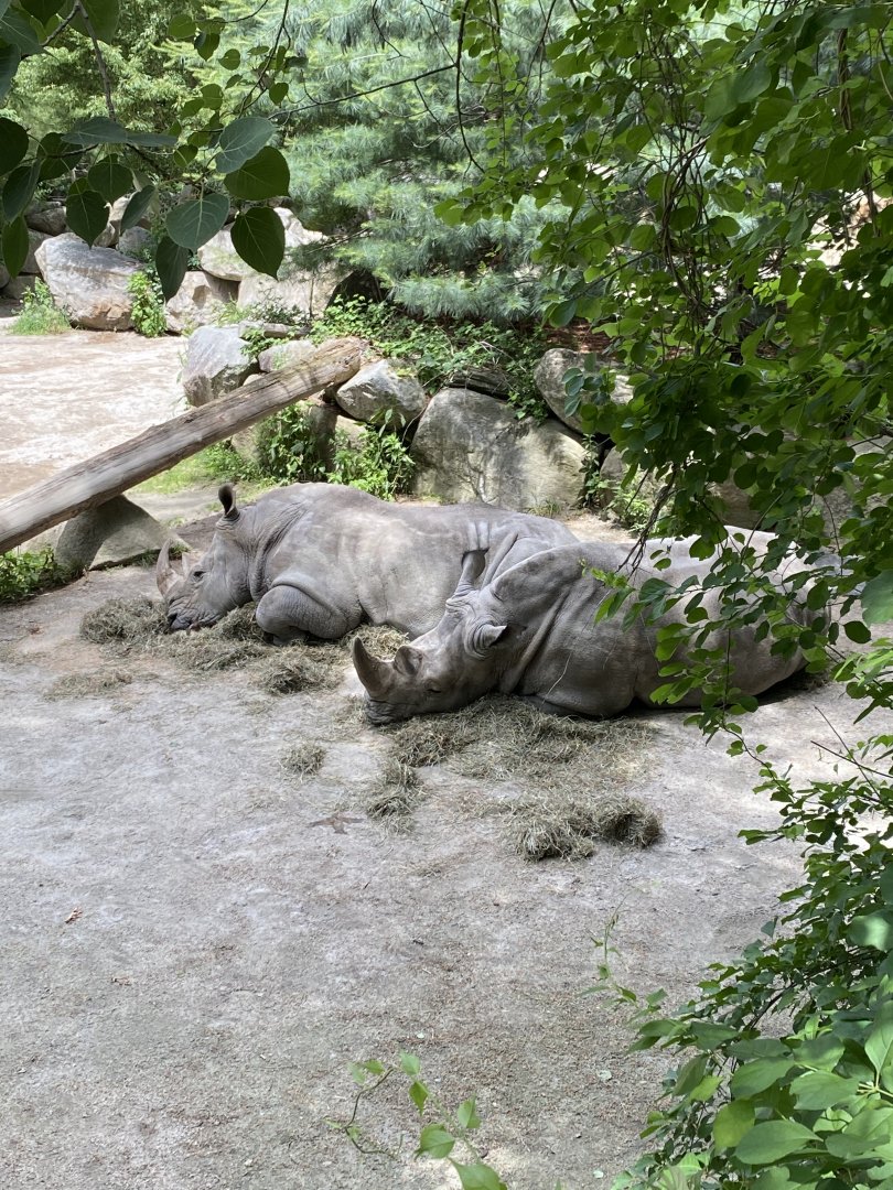 June 2021 White Rhinoceros