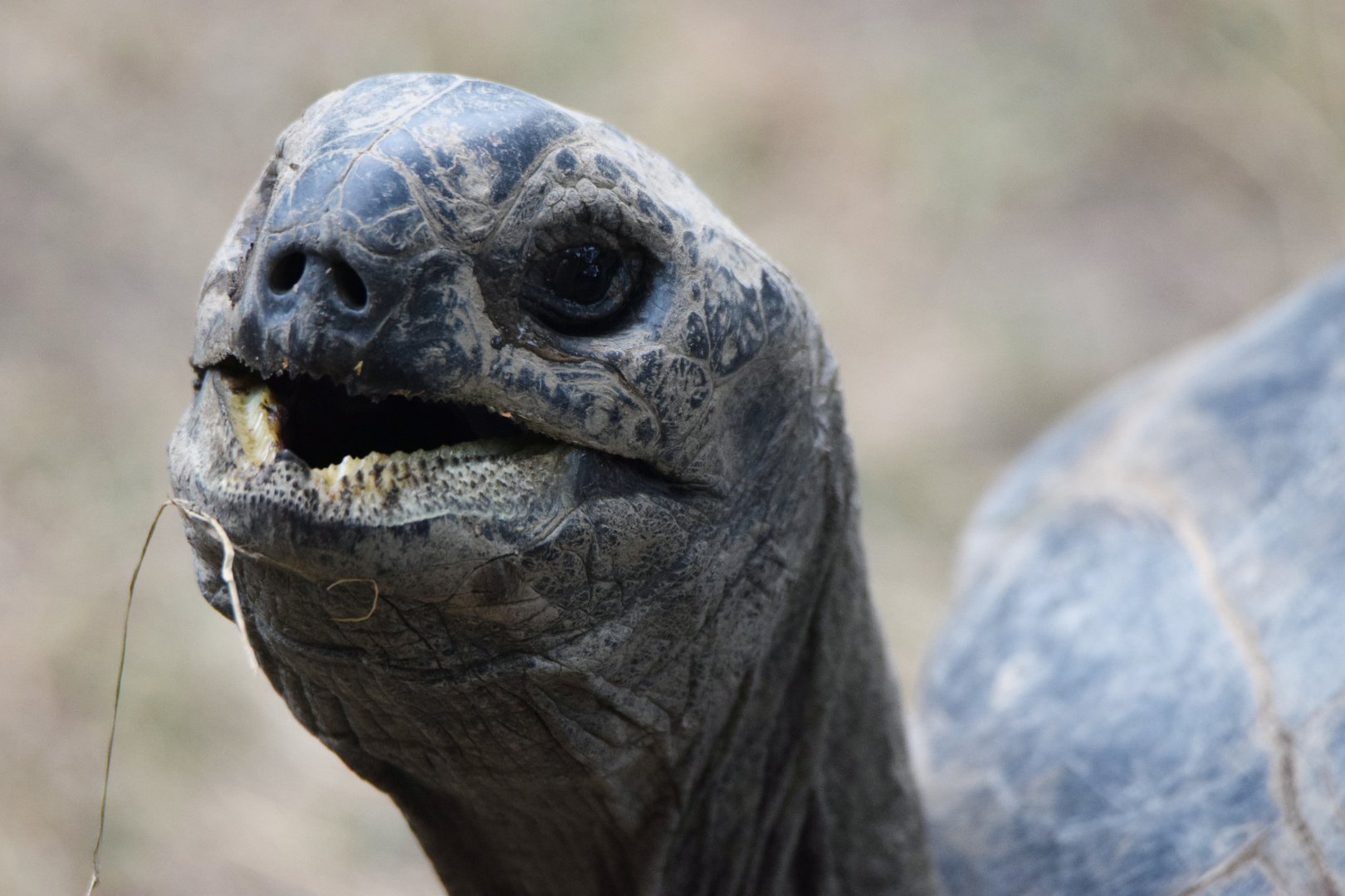 [June 2022] Aldabra tortoise (Aldabrachelys gigantea) chewing