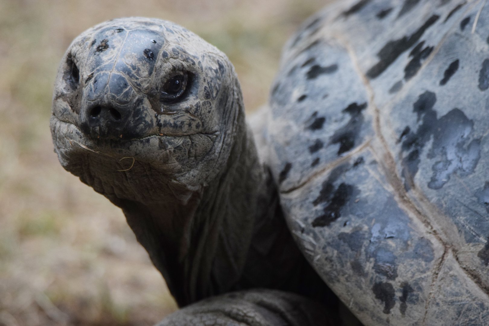 [June 2022] Aldabra tortoise (Aldabrachelys gigantea) in light rain