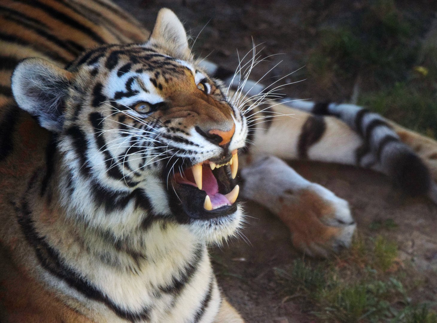 [June 2022] Big Cat Country- Amur tiger (Panthera tigris altaica)