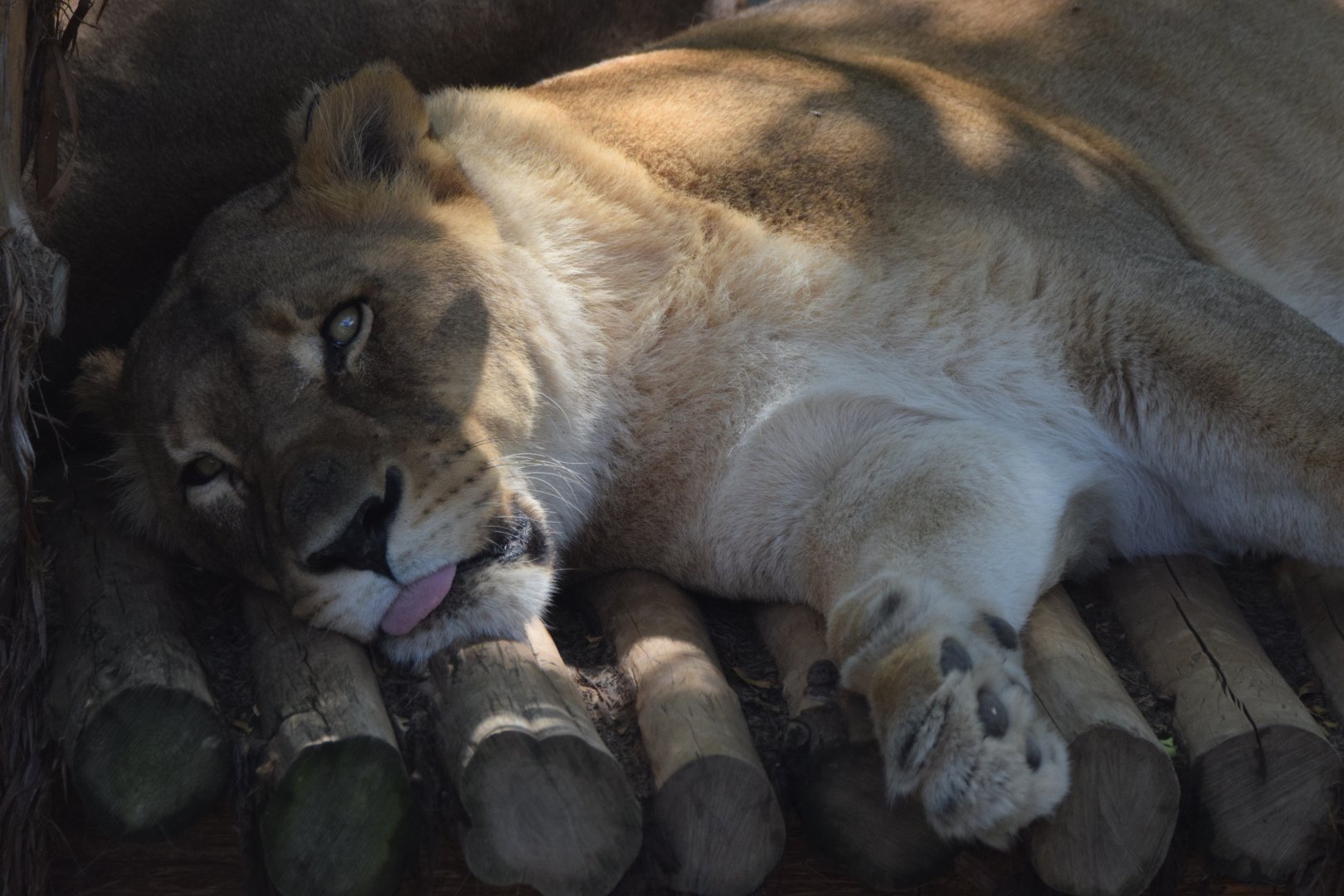 [June 2022] Big Cat Country- lion (Panthera leo) lying with tongue out