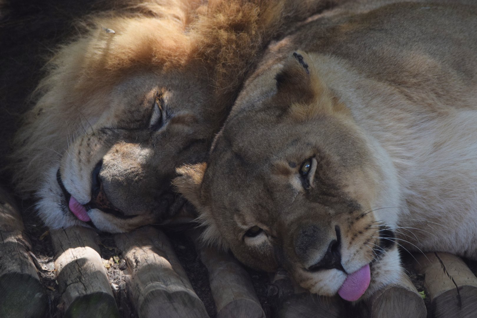 [June 2022] Big Cat Country- lions (Panthera leo) lying and sticking tongues out