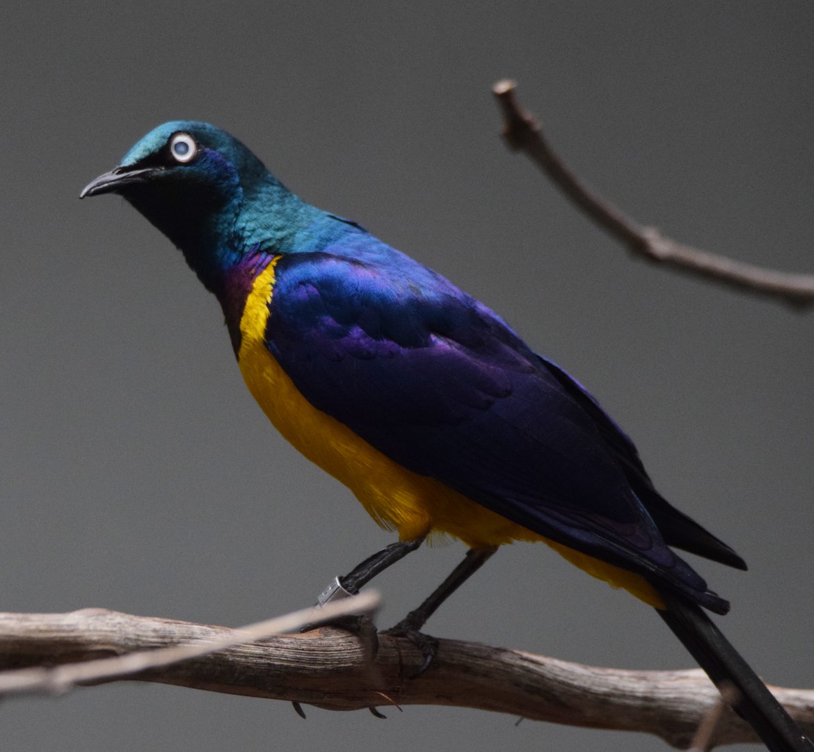 [June 2022] Bird House- golden-breasted starling (Lamprotornis regius)