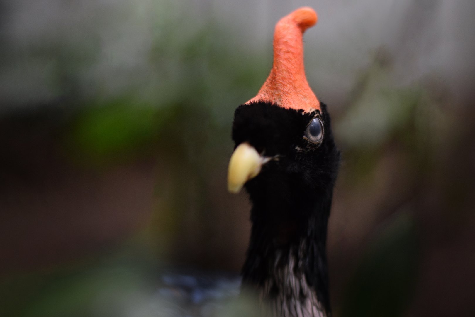 [June 2022] Bird House- horned guan (Oreophasis derbianus)