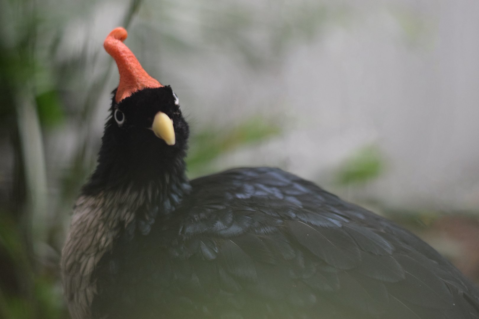 [June 2022] Bird House- horned guan (Oreophasis derbianus)