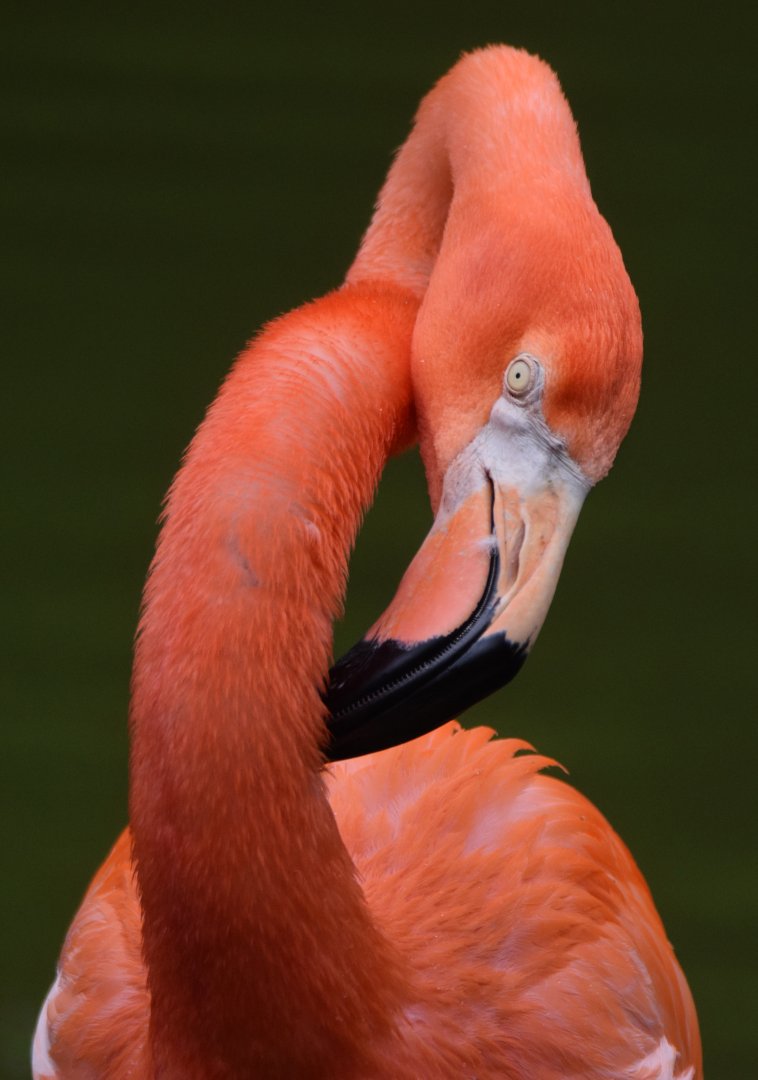 [June 2022] Caribbean flamingo (Phoenicopterus ruber) grooming