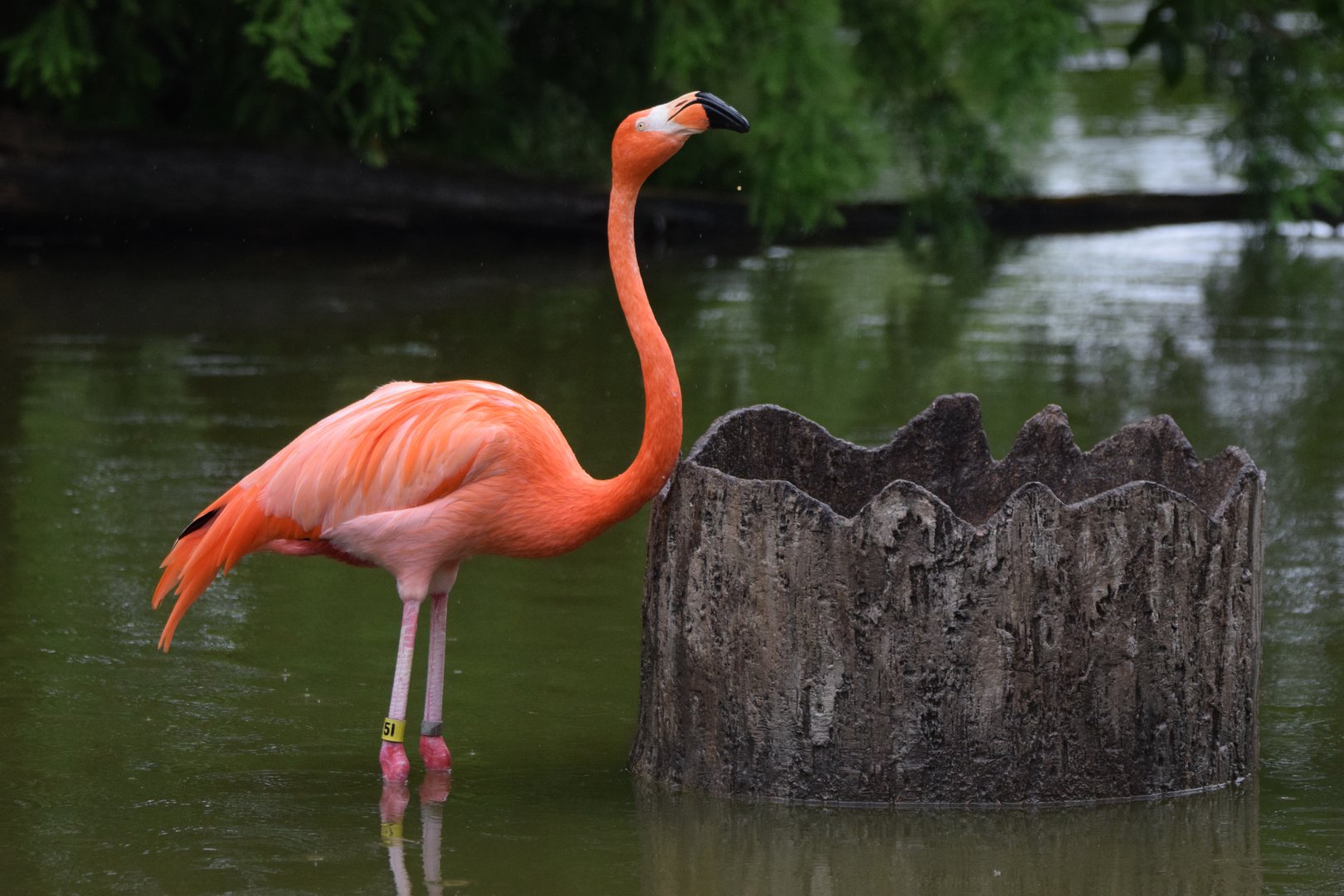 [June 2022] North Lake- Caribbean flamingo (Phoenicopterus ruber) eating