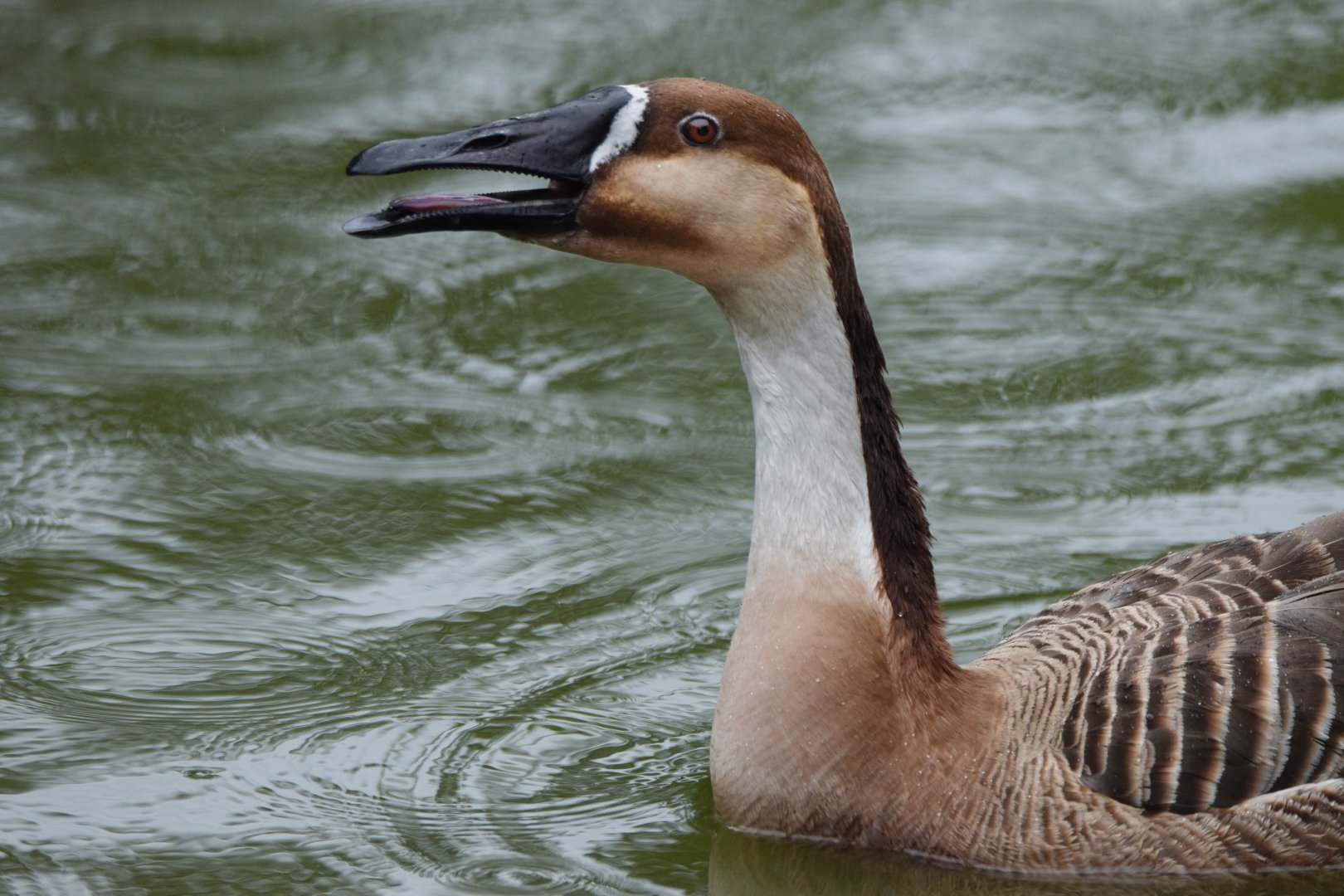 [June 2022] North Lake- swan goose (Anser cygnoides)