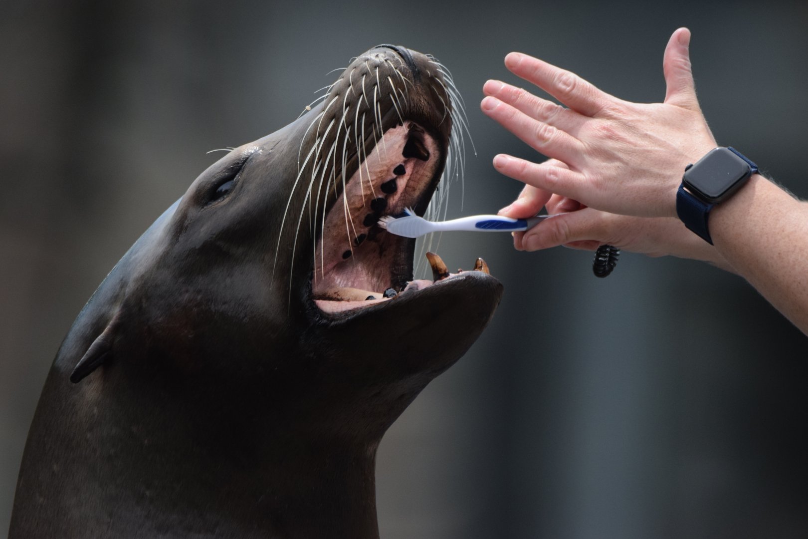 [June 2022] Sea Lion Sound- California sea lion (Zalophus californianus) getting teeth brushed