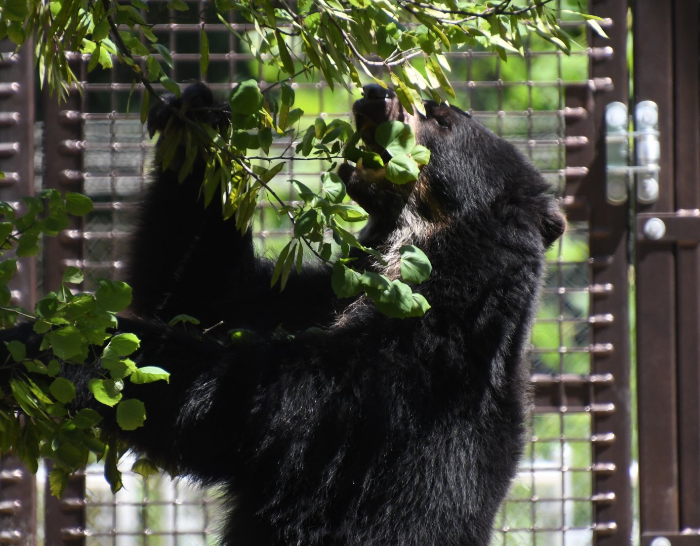 June 2024 - Andean Bear Muniri