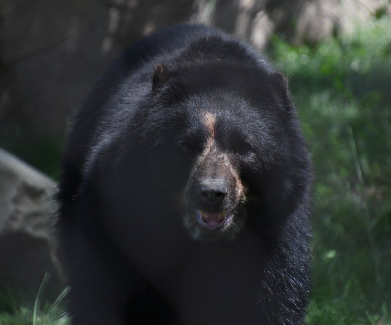 June 2024 - Andean Bear Muniri