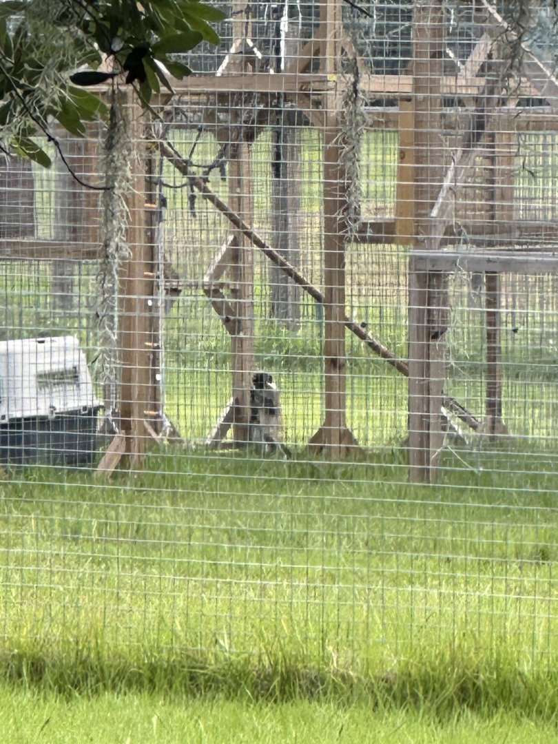 June 2024 - Chase Sanctuary - Chlorocebus ID