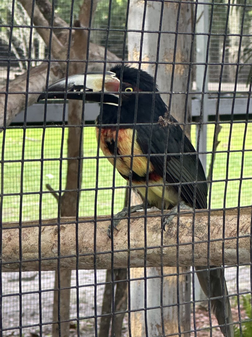 June 2024 - Chase Sanctuary - Collared Aracari (Pteroglossus torquatus)