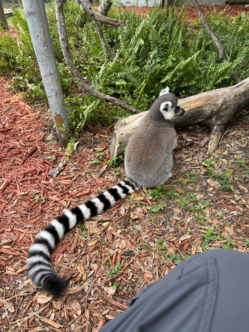 June 2024 - Chase Sanctuary - Ring-Tailed Lemur (Lemur catta)