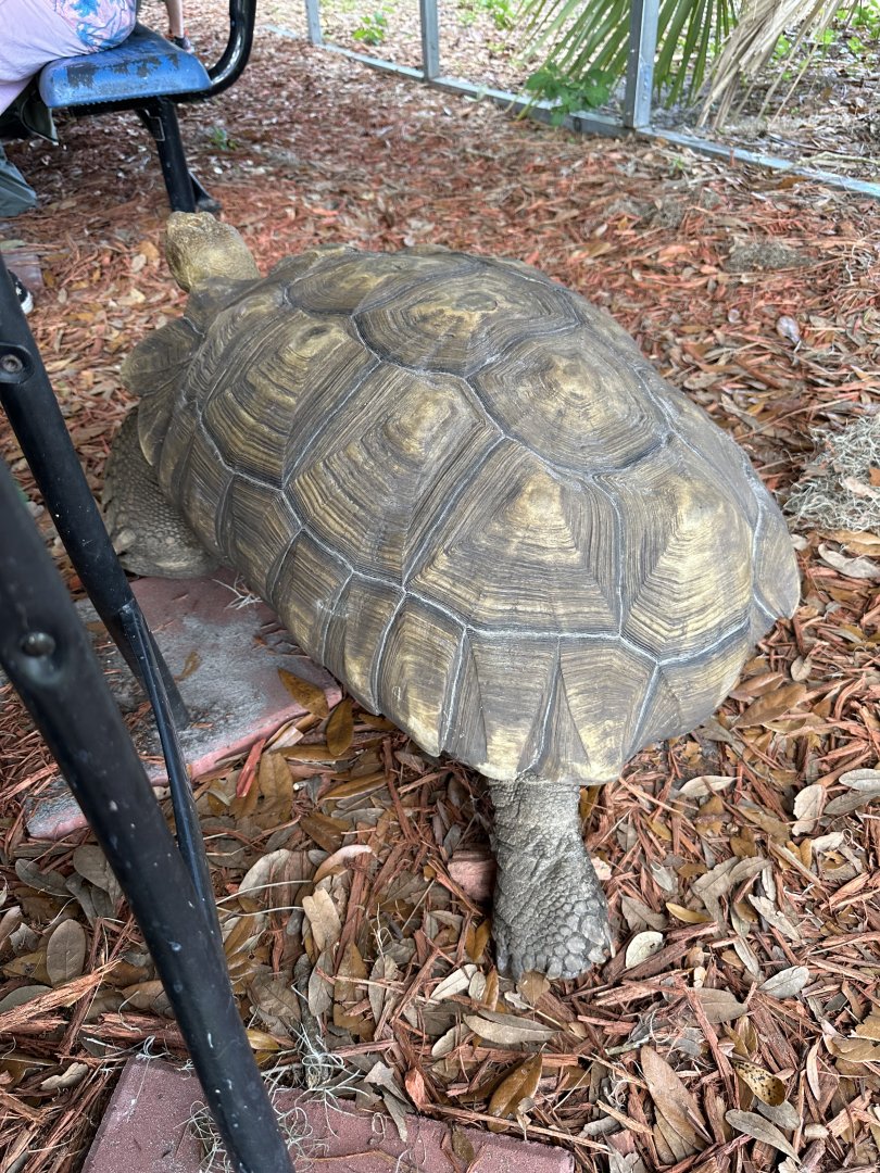 June 2024 - Chase Sanctuary - Sulcata Tortoise (Centrochelys sulcata)