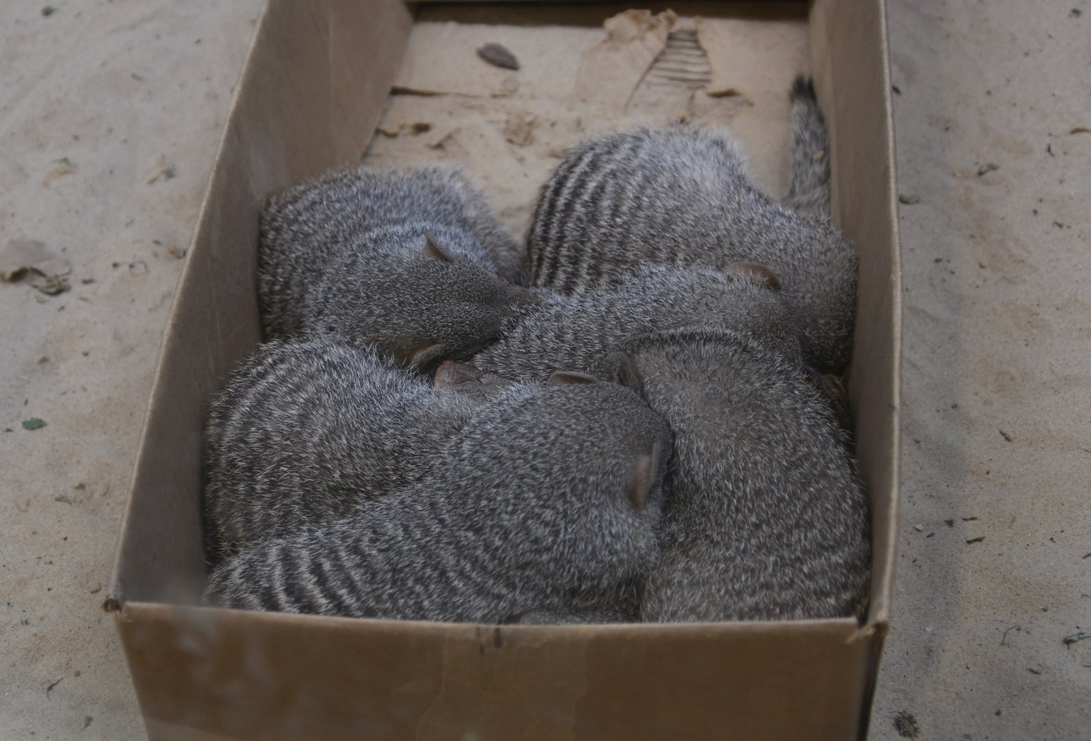 June 2024 - The Learning Center - Banded Mongoose