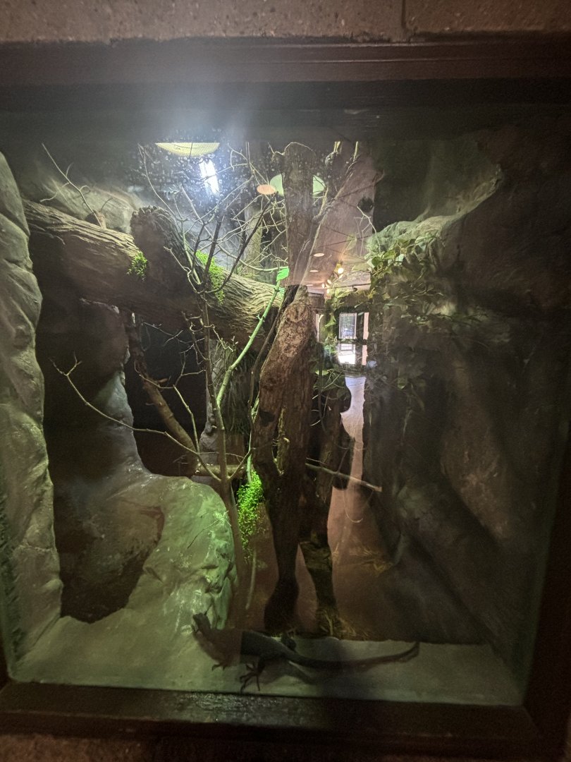 June 2024 - The Learning Center, Black Tree Monitor Exhibit