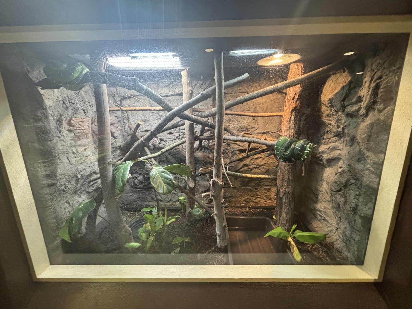 June 2024 - The Learning Center, Emerald Tree Boa Exhibit