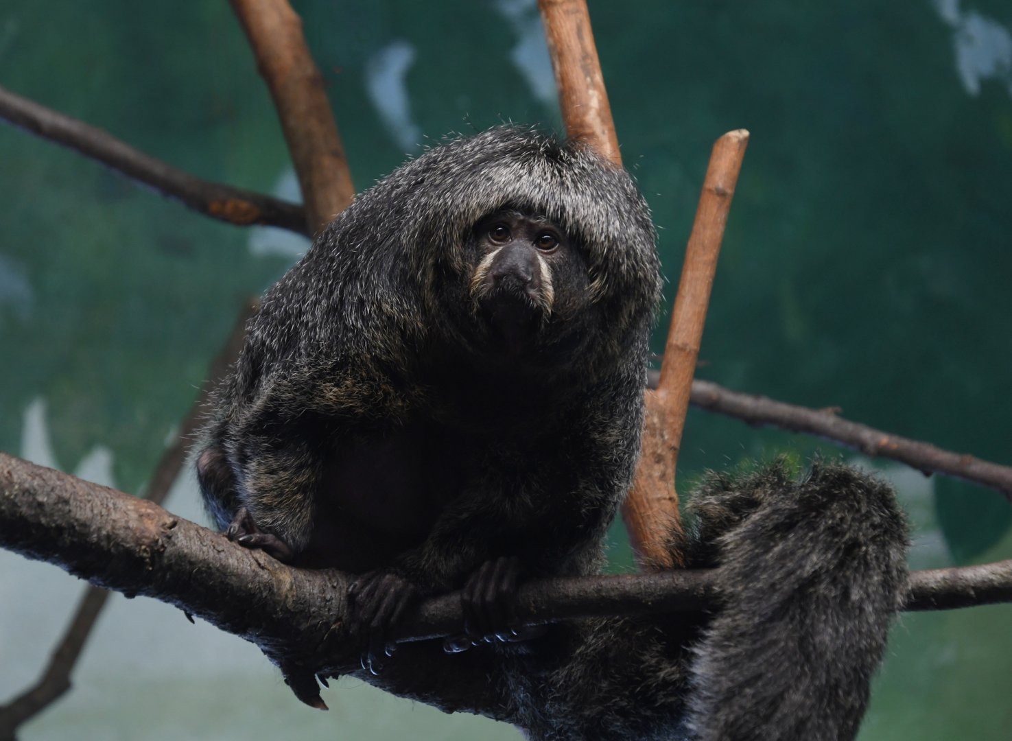 June 2024 - The Learning Center - Female White-Faced Saki Monkey