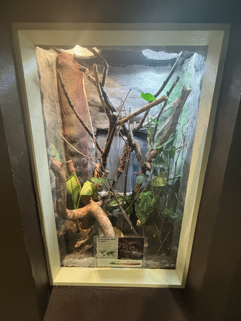 June 2024 - The Learning Center, Mandarin Rat Snake Exhibit