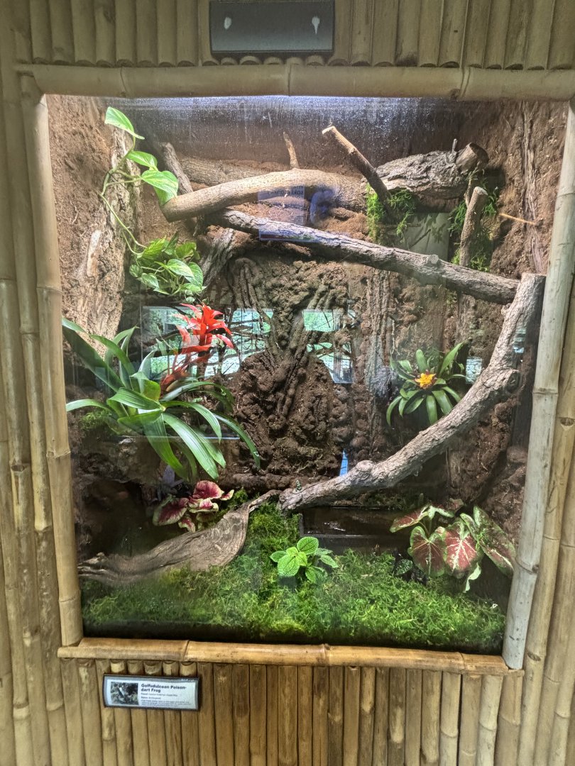 June 2024 - The Learning Center, Poison Dart Frog Exhibit