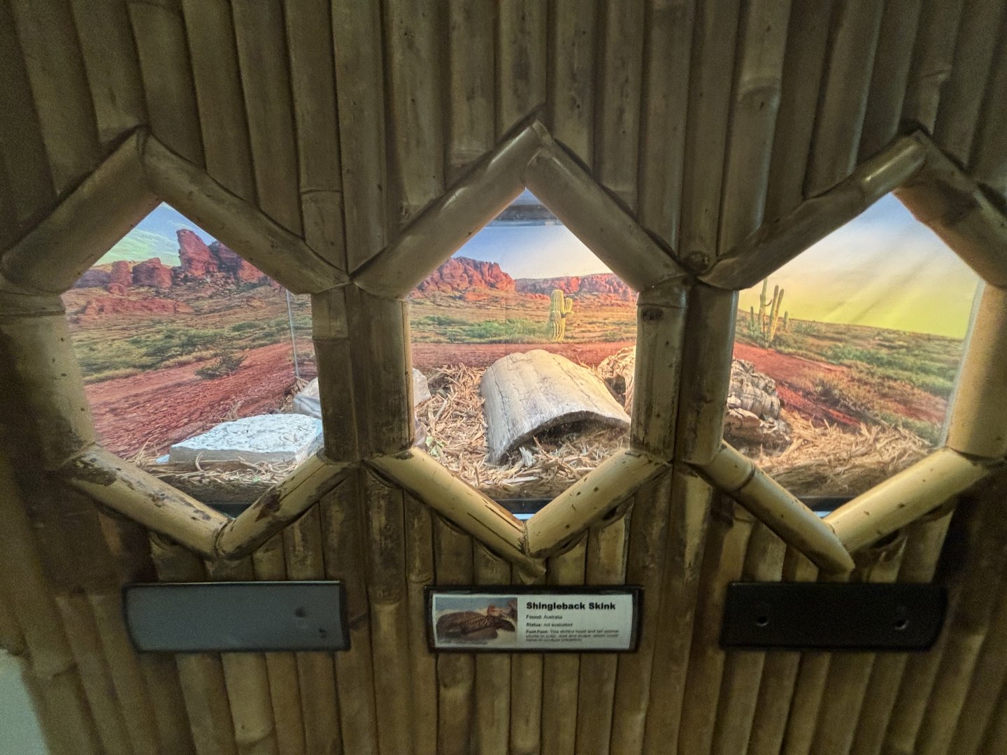 June 2024 - The Learning Center, Shingleback Skink Exhibit