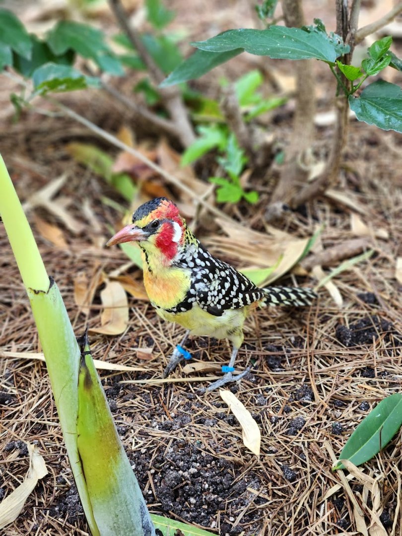 June 2025 - Red-And-Yellow Barbet