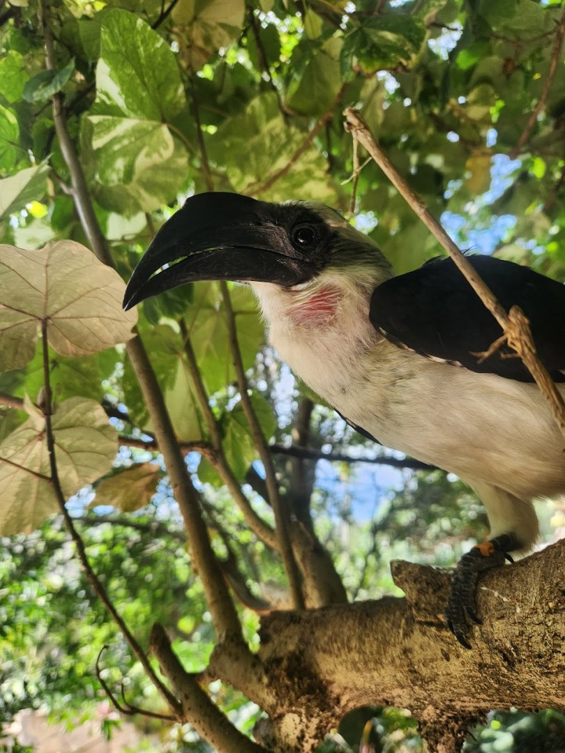 June 2025 - Von der Decken's Hornbill