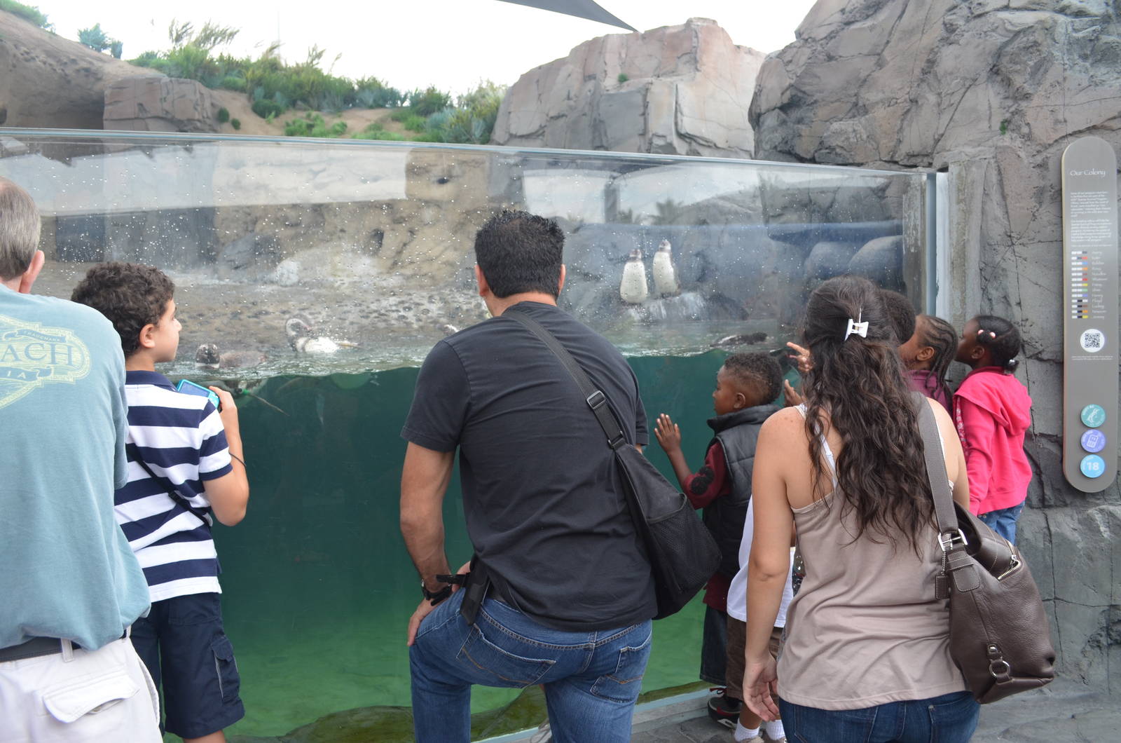 June Keyes Penguin Habitat - July 13, 2012.