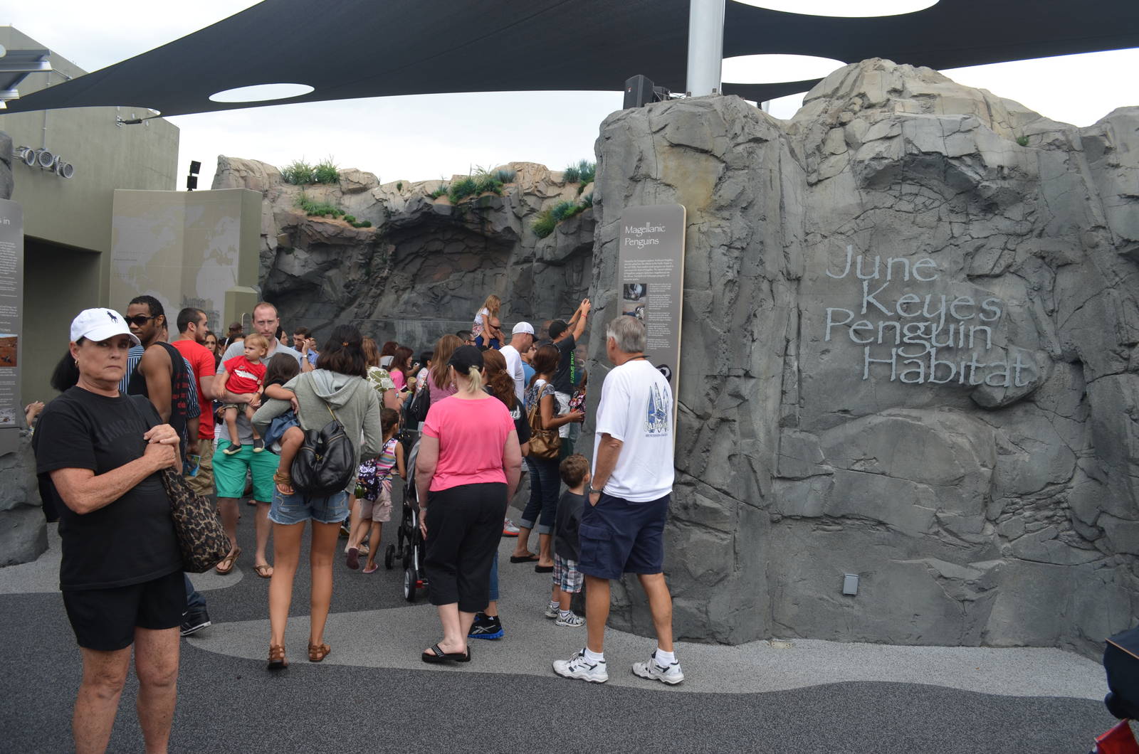 June Keyes Penguin Habitat - July 13, 2012