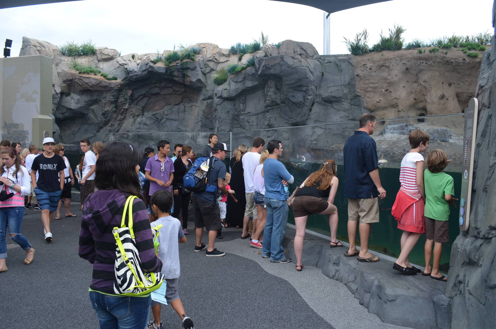 June Keyes Penguin Habitat - July 13, 2012