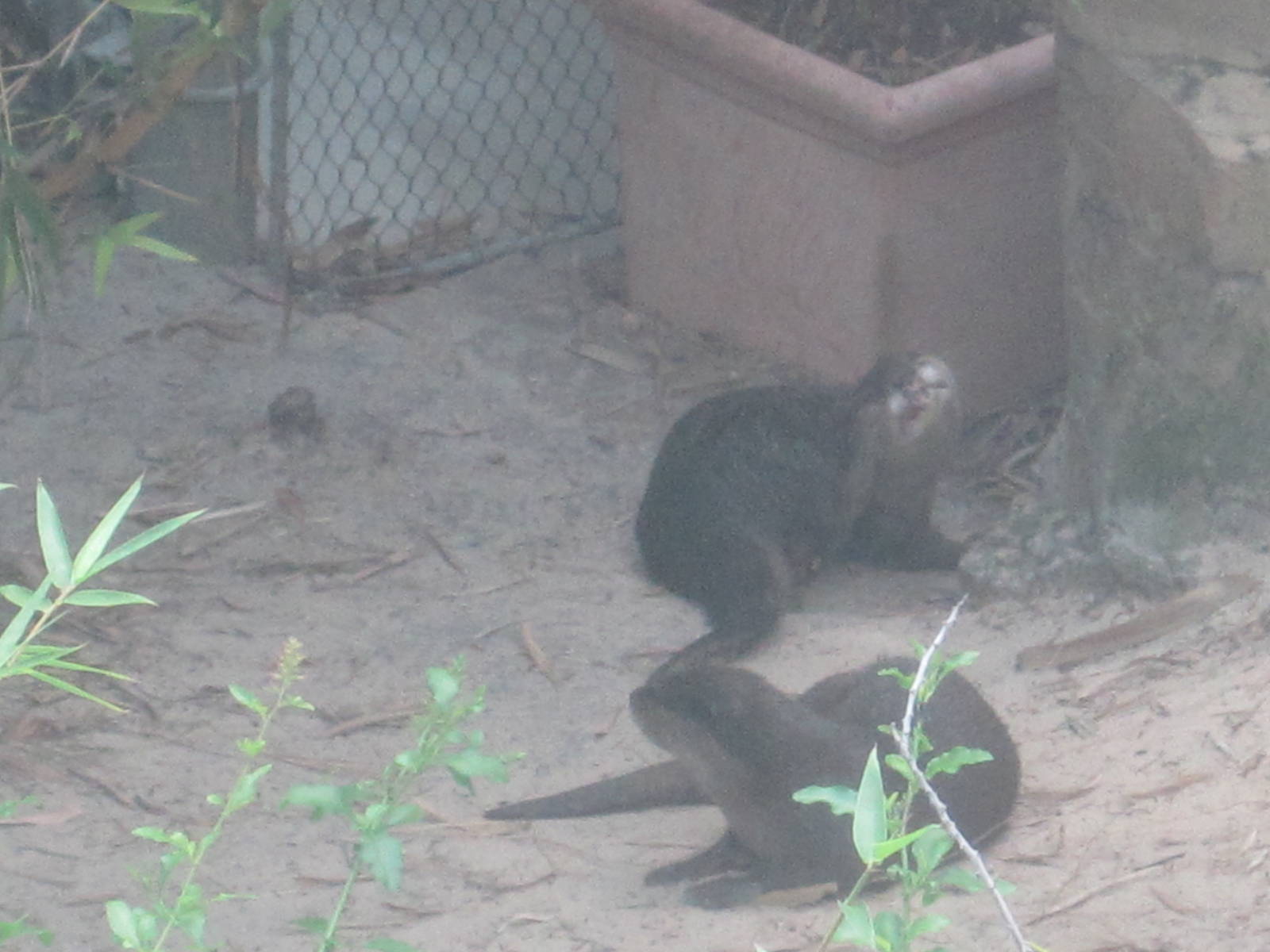 Jungala- Asian Small-Clawed Otters