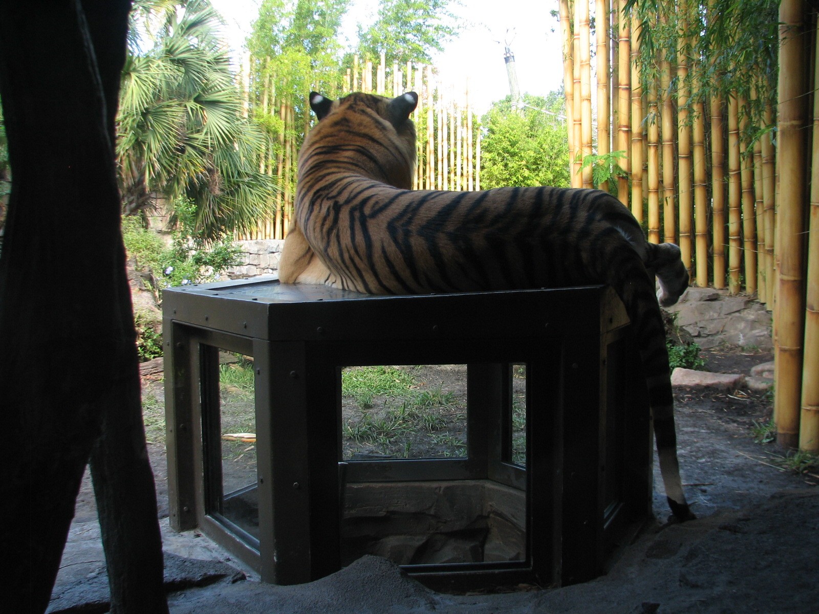 Jungala - Bengal Tiger Exhibit 1 - Popup Window