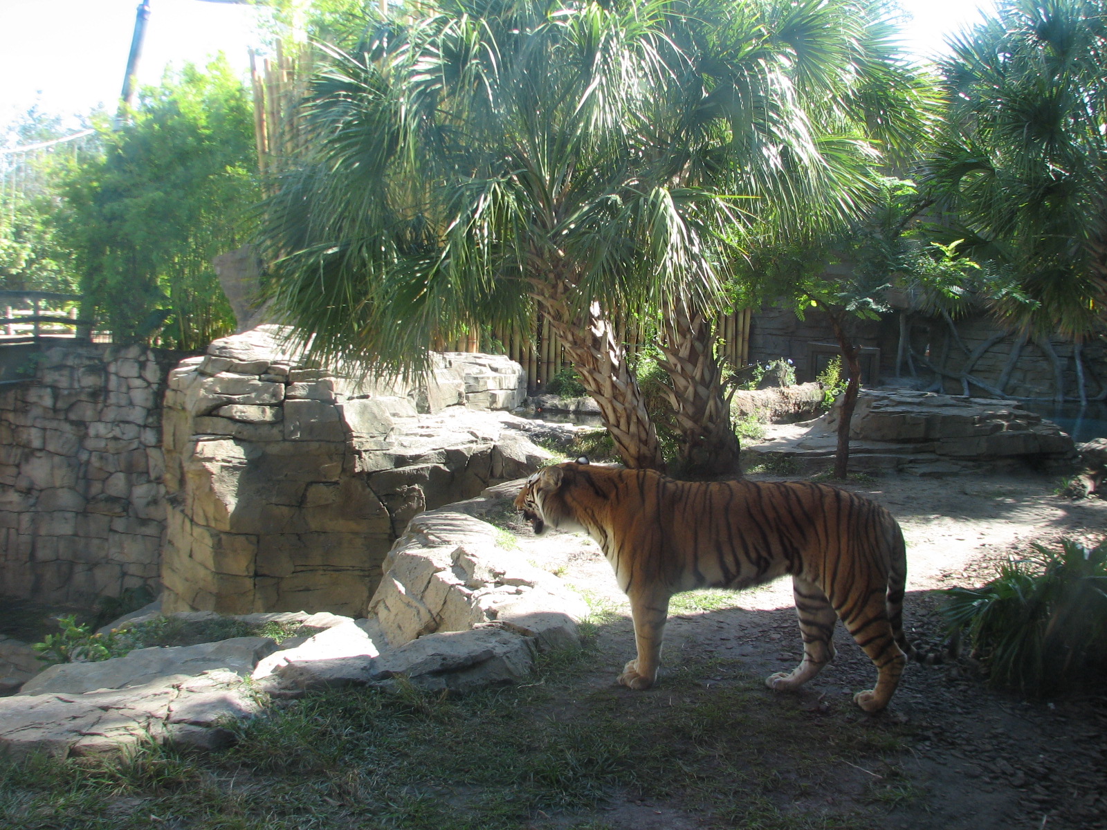 Jungala - Bengal Tiger Exhibit 1