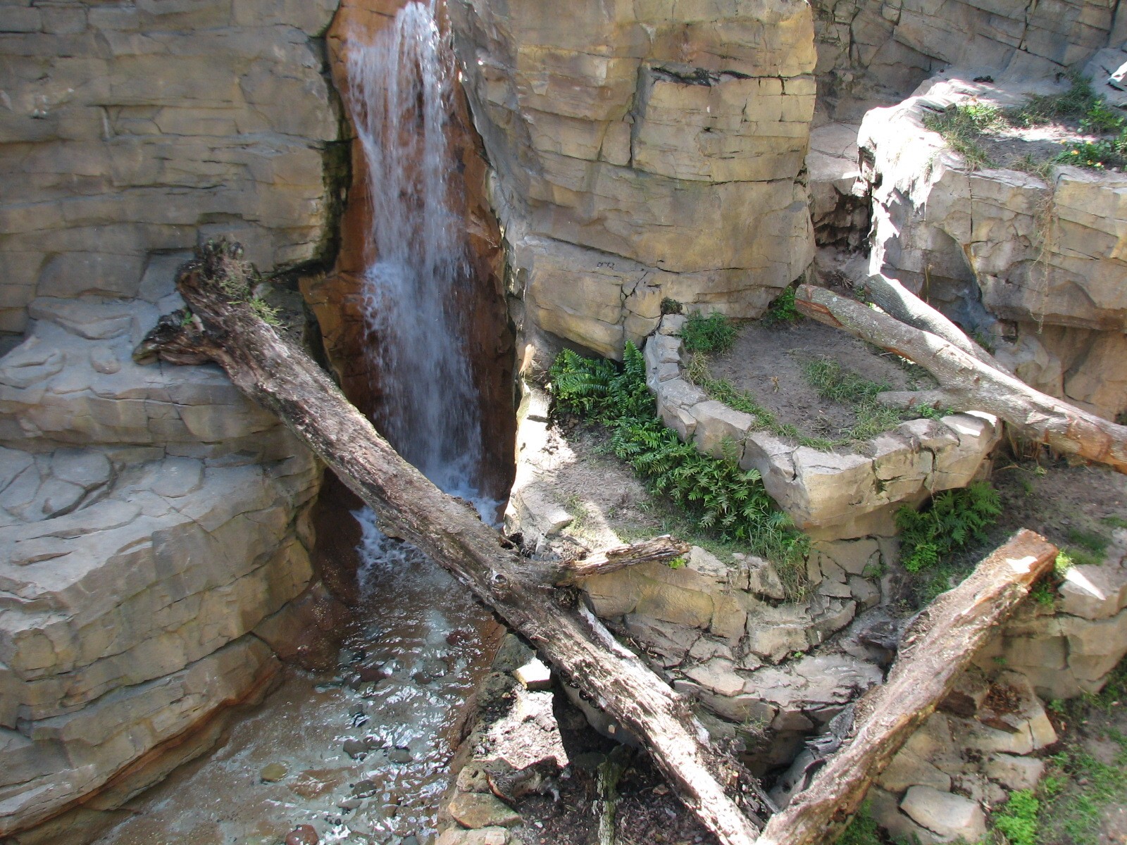Jungala - Bengal Tiger Exhibit 1